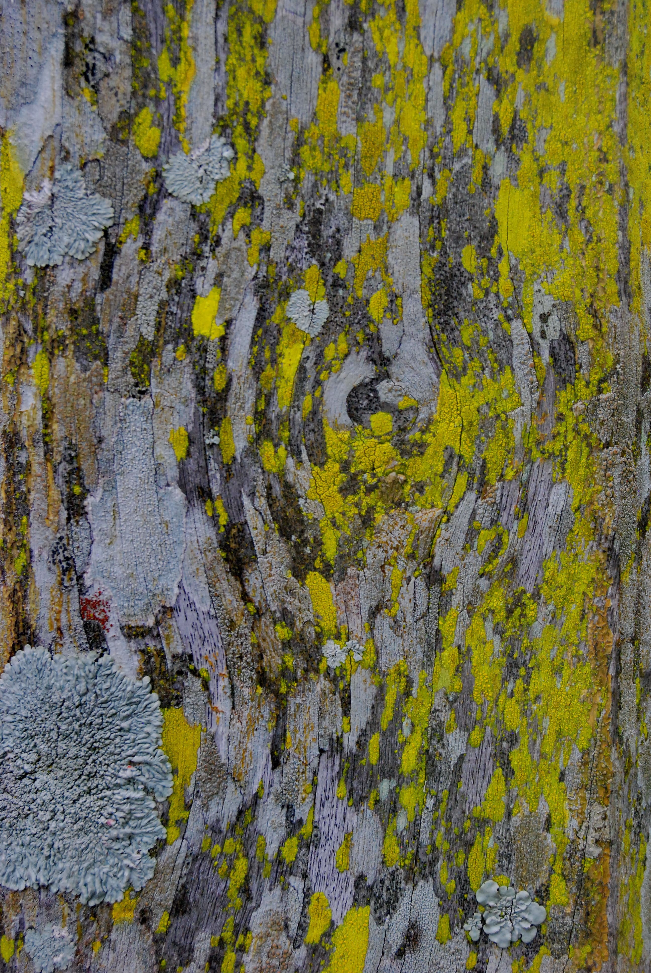 Musgos en el tronco de un árbol