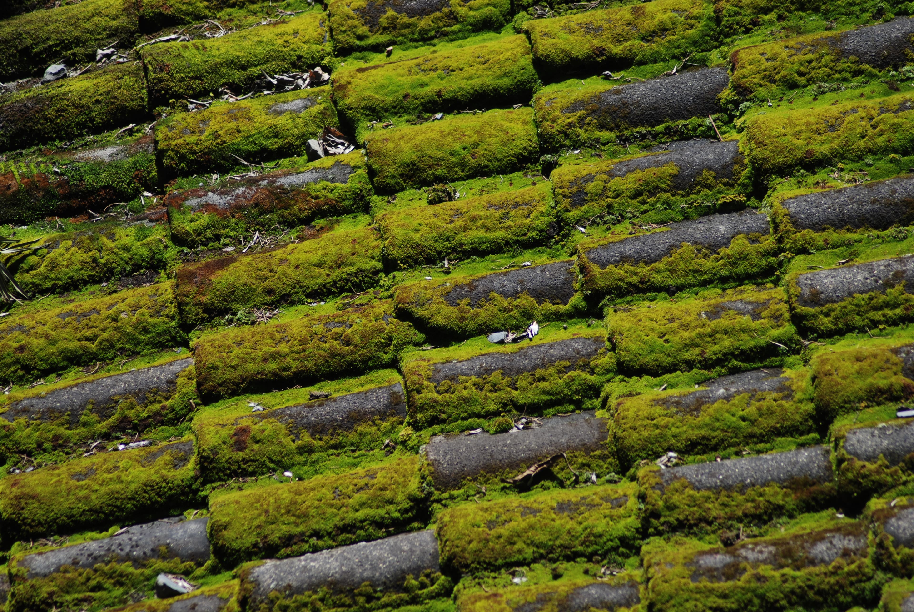 Verdes creciendo en las tejas
